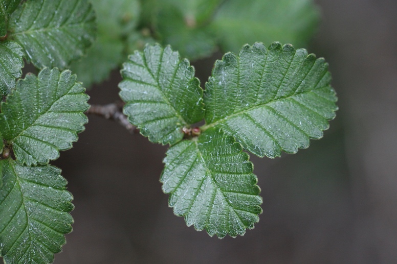 southern beech